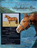 Hooked On Run - Standing at Prime TIme Performance Horses in Kentucky