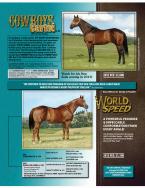 Myers Performance Horses - Home of Frenchmans Guy